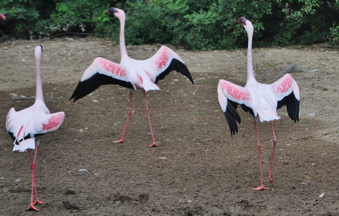 African flamingo